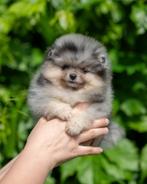 Pomeriaan | Pomeranian | Pup | FCI | Teefje | Dwergkees, 8 tot 15 weken, Buitenland, Teef, Eén hond