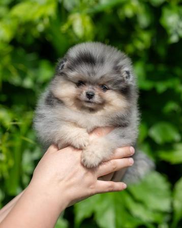Pomeriaan | Pomeranian | Pup | FCI | Teefje | Dwergkees beschikbaar voor biedingen