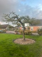 Oude appelboom, Tuin en Terras, Overige soorten, Lente, 100 tot 250 cm, Ophalen