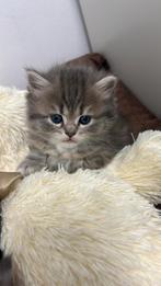 Lieve Britse Langhaar kittens zoeken gouden mandje, Dieren en Toebehoren, Katten en Kittens | Raskatten | Langhaar, Meerdere dieren