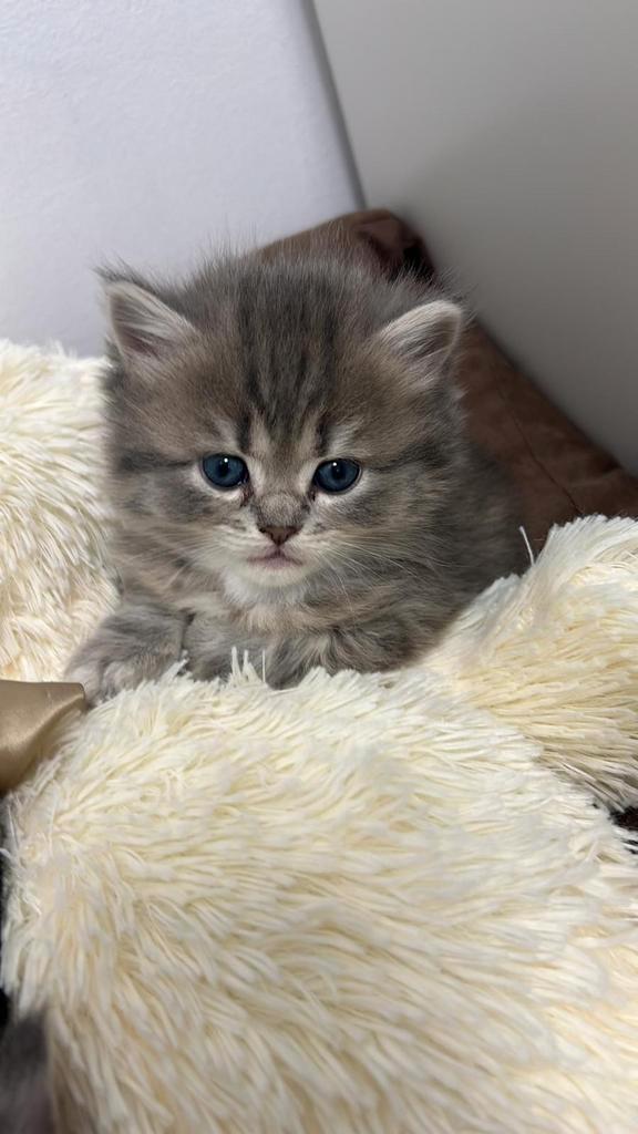 Lieve Britse Langhaar kittens zoeken gouden mandje, Dieren en Toebehoren, Katten en Kittens | Raskatten | Langhaar, Meerdere dieren