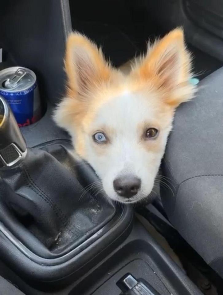 Pomsky maanoog, Dieren en Toebehoren, Honden | Niet-rashonden, Klein, Teef, Particulier, Eén hond, Nederland, 15 weken tot 1 jaar