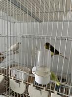 Harzer Roller Broedrijp Koppel., Dieren en Toebehoren, Vogels | Kanaries, Meerdere dieren