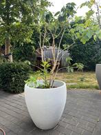 Syringa (sering) in pot, Tuin en Terras, Tweejarig, Halfschaduw, Lente, Ophalen