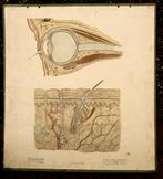 Oude anatomie schoolplaat van oog en huid 100 jaren oud, Ophalen of Verzenden, Natuur en Biologie