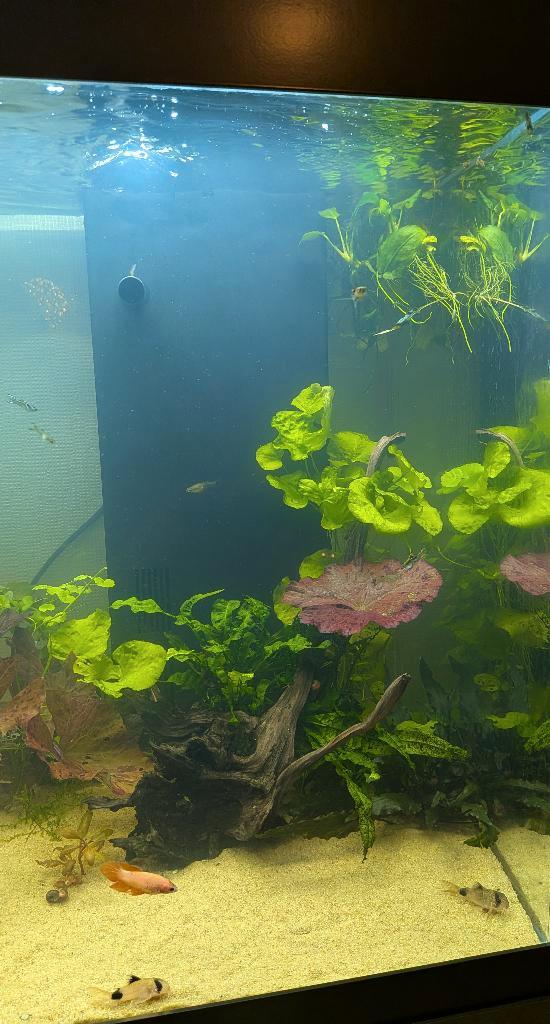 AQUARIUM, VISSEN ÉN PLANTEN!, Dieren en Toebehoren, Vissen | Aquariumvissen, Zoetwatervis, Vis