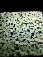 Drijfplanten voor Aquarium, Dieren en Toebehoren, Ophalen of Verzenden, Nieuw, Plant(en), Steen of Hout