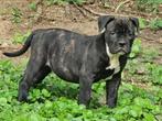 Old English Bulldog pups kunnen nu mee, Reu, CDV (hondenziekte), 8 tot 15 weken, Bulldog