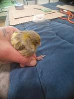 yorkshir 24 man, Mannelijk, Kleurkanarie