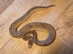 Python regius, Dieren en Toebehoren, Reptielen en Amfibieën, Slang, 0 tot 2 jaar