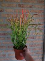 Euphorbia tirucalli stramineus - Potloodplant, Ophalen, Halfschaduw, Minder dan 100 cm
