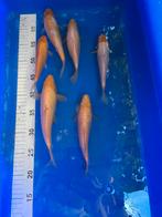 Prachtige koi, Dieren en Toebehoren, Vissen | Vijvervissen, Karper of Koi