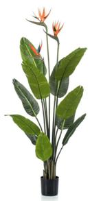 strelitzia 120cm met 3 bloemen, Ophalen of Verzenden, Nieuw