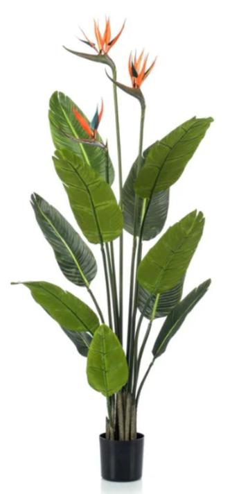 strelitzia 120cm met 3 bloemen beschikbaar voor biedingen