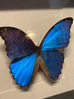 Grote Morpho vlinder in vitrine linst, Ophalen of Verzenden, Zo goed als nieuw, Insect, Opgezet dier