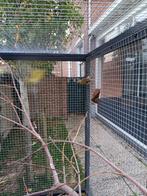 Kanari, Dieren en Toebehoren, Vogels | Kanaries, Meerdere dieren