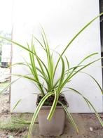 Carex morrowii goldband. Siergrassen zegge, Vaste plant, Siergrassen, Ophalen of Verzenden, Halfschaduw