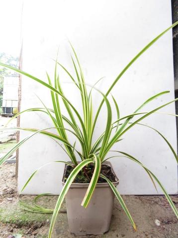 Carex morrowii goldband. Siergrassen zegge beschikbaar voor biedingen