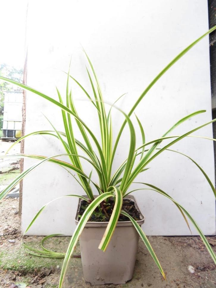 Carex morrowii goldband. Siergrassen zegge, Tuin en Terras, Planten | Tuinplanten, Vaste plant, Siergrassen, Halfschaduw, Zomer