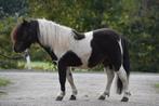Nieuwe advertentie, Shetlander hengst, Dieren en Toebehoren, Niet van toepassing, Hengst, A pony (tot 1.17m), 3 tot 6 jaar