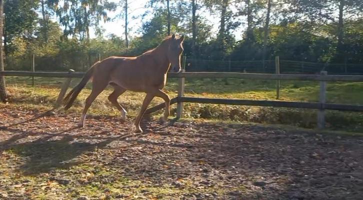 Royal flush 4 jarige dressuurruin Incognito x Rhodium, Dieren en Toebehoren, Paarden, Ruin, Onbeleerd, 3 tot 6 jaar, Dressuurpaard