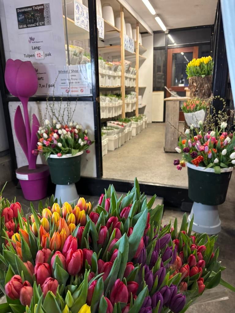 Verse duurzame tulpen te koop. Actie, bijna gratis, Hobby en Vrije tijd, Overige Hobby en Vrije tijd, Nieuw, Ophalen