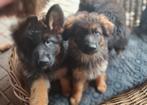 Duitse Herders – Langharige Puppy’s, CDV (hondenziekte), 8 tot 15 weken, Meerdere, Meerdere dieren