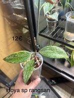 Hoya rangsan, Ophalen of Verzenden, Overige soorten, Minder dan 100 cm