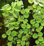 Salvinia Minima Vlotvaren drijfplantjes, Dieren en Toebehoren, Verzenden, Nieuw, Plant(en), Steen of Hout