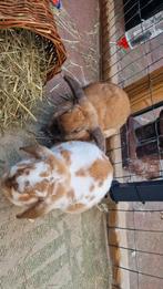 Hangoor konijnen zoeken 5 sterren huisje, Dieren en Toebehoren, Konijnen, Meerdere dieren, Middelgroot, Hangoor, 3 tot 5 jaar