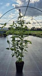 Dropplant (Agastache 'Blue Fortune'), Ophalen, Overige soorten