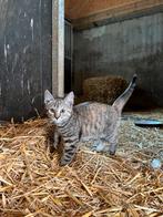 Lief poesje te koop, Dieren en Toebehoren, Katten en Kittens | Overige Katten, Poes, Kortharig, 0 tot 2 jaar