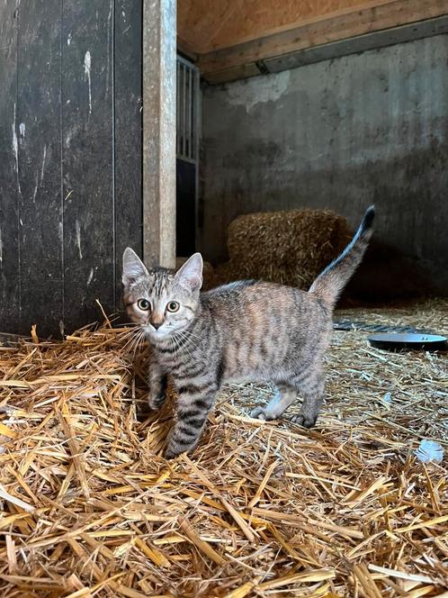 Lief poesje te koop, Dieren en Toebehoren, Katten en Kittens | Overige Katten, Kortharig, Poes, 0 tot 2 jaar