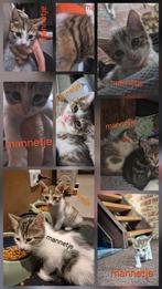 4 Kittens en mama tekoop., Dieren en Toebehoren, Katten en Kittens | Overige Katten, Meerdere dieren