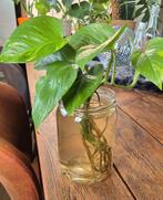 Grote Potten/Glazen voor Stekjes (Kaatsheuvel), Ophalen, Gebruikt