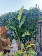 Strelizia nicolai, Tuin en Terras, Planten | Bomen, Ophalen, Volle zon, Overige soorten