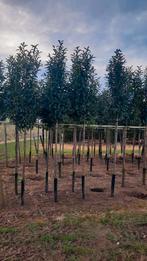 Laurier prunus laurocerasus 'Genolia'🌿(laurier) wintergroen, Tuin en Terras, Planten | Bomen, Ophalen
