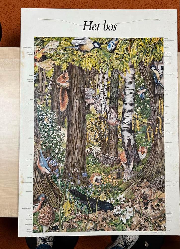 Wandplaat: Het Bos - Educatieve Schoolplaat, Antiek en Kunst, Antiek | Schoolplaten, Natuur en Biologie, Ophalen of Verzenden