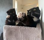 Raskat, Poes, Ontwormd, 0 tot 2 jaar