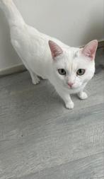 Yuki, Dieren en Toebehoren, Katten en Kittens | Overige Katten, Poes