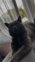 Britse korthaar kater, Dieren en Toebehoren, Kater, Ontwormd