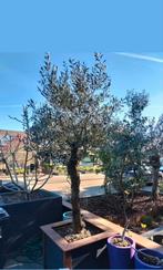 Mooie olijven boom met dikke stam 140H  incl. pot 260H, Tuin en Terras, Planten | Bomen, Ophalen, Volle zon, 100 tot 250 cm