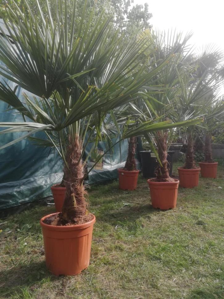 Wintervaste palmbomen v/a €49,00! En grove dennen, Tuin en Terras, Planten | Bomen, Overige soorten, 100 tot 250 cm, Volle zon