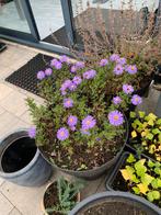 Vaste tuin plant met grote pot €10, Tuin en Terras, Ophalen, Overige soorten, Halfschaduw