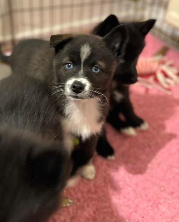 Laatste 3 pomsky pups mogen verhuizen beschikbaar voor biedingen