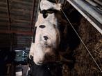 Tekoop  11 stieren, Dieren en Toebehoren