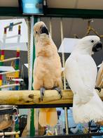 Witkuif kaketoe’s, Meerdere dieren, Papegaai, Pratend