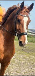 Leaser gezocht voor mijn lieve grote kleine reus, Dieren en Toebehoren, Paarden en Pony's | Overige Paardenspullen, Ophalen of Verzenden