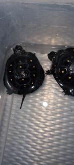 Clemmys gutatta cb 2024, Dieren en Toebehoren, Reptielen en Amfibieën, Slang, 0 tot 2 jaar