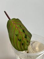 Maranta gewortelde stek 3 eur, Huis en Inrichting, Kamerplanten, Ophalen, Halfschaduw, Minder dan 100 cm
